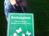 Prohibitions on the cool Pissed crocus meadow! (Parks department looks to)