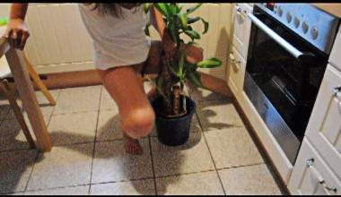 Userwunsch Die Yukka Mit Pisse giessen