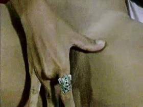 Vorschaubild vom Privatporno mit dem Titel "Selbstbefriedigt" von sexynoy