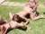 Horny bareback orgy at the hotel pool with 3 cum sluts! Part 1