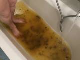 Poop in the bathtub