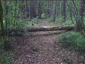 im wald abgepisst