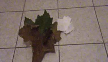 Herbstlicher Schiss.