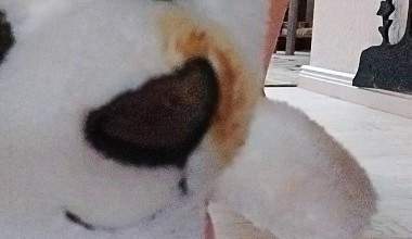 Teddy  begraben unter SCHEISSE
