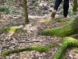 In Wald gesch..issen