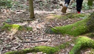 In Wald gesch..issen
