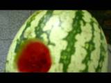 Melon fuck