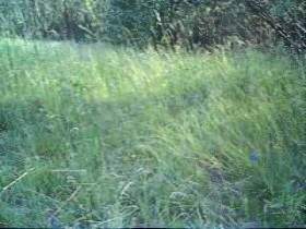 Vorschaubild vom Privatporno mit dem Titel "... und dann gefickt" von Ramona_Deluxe