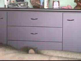 Blaskoncert fur euch