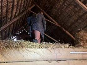 Pissing in the stable